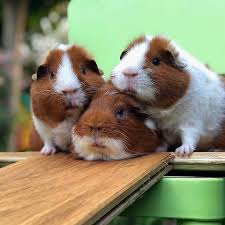 three guinea pigs