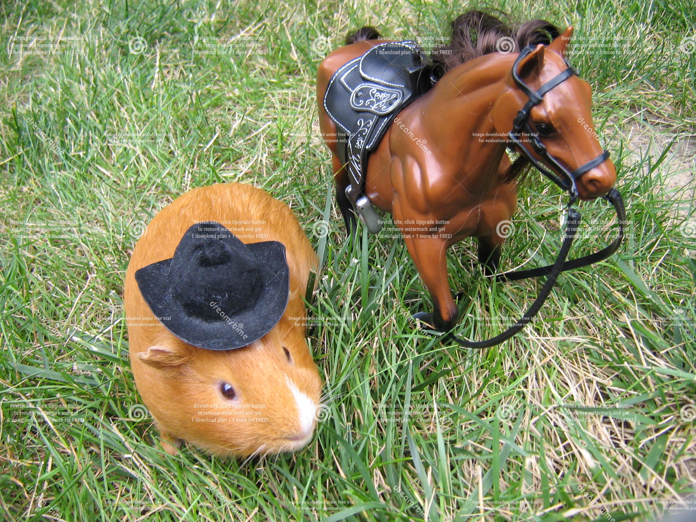 guinea pig dress like cowgirl