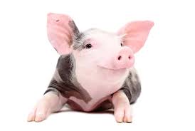 actual pig
