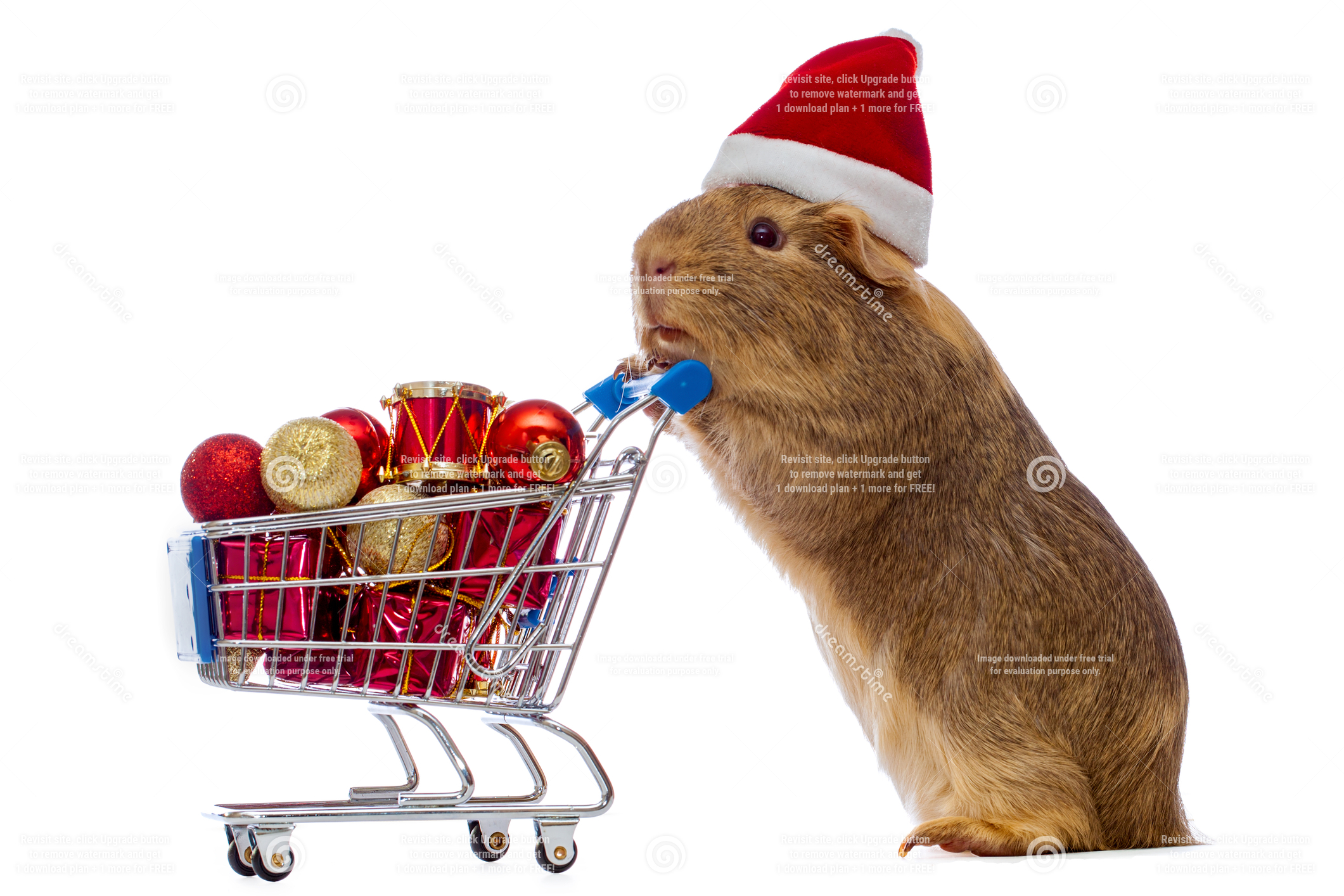 guinea pig dressed for christmas